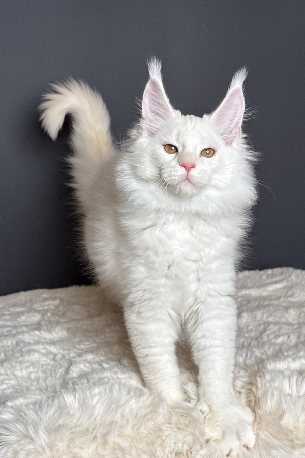 Mousse | Maine Coon Kitten