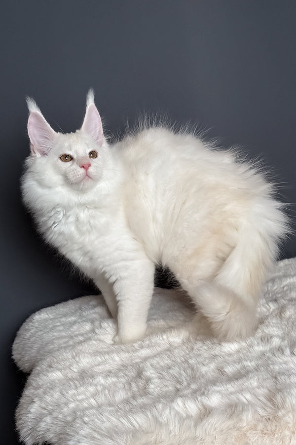 Mousse | Maine Coon Kitten