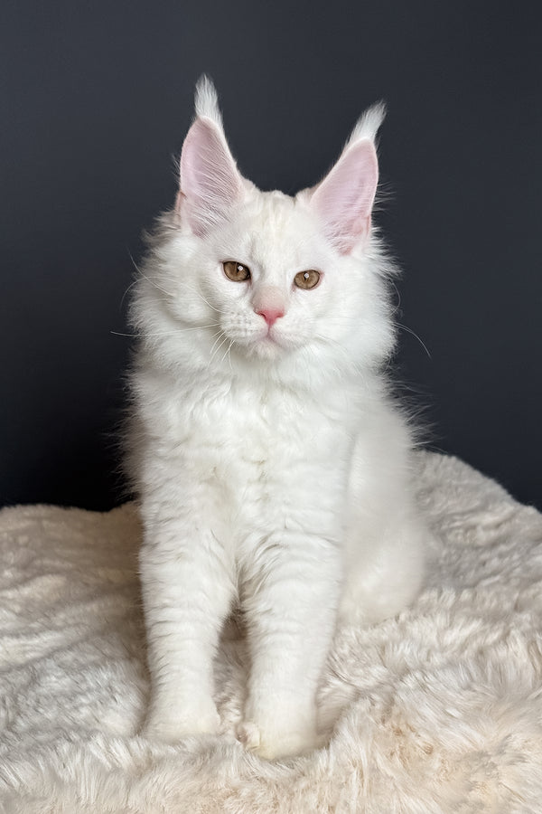 Mousse | Maine Coon Kitten