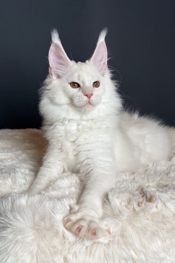 Mousse | Maine Coon Kitten