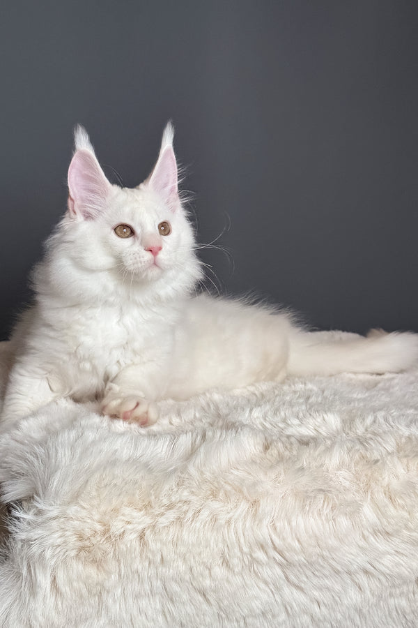 Mousse | Maine Coon Kitten