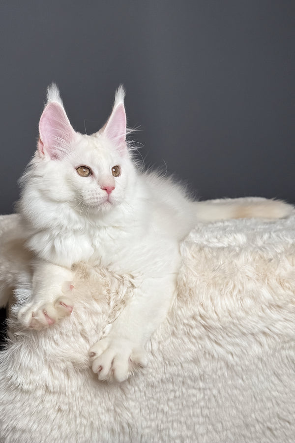 Mousse | Maine Coon Kitten