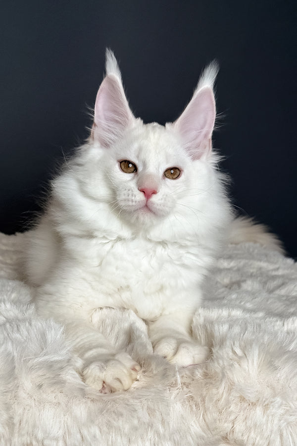 Mousse | Maine Coon Kitten