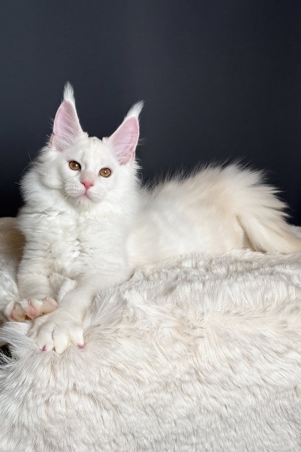 Mousse | Maine Coon Kitten