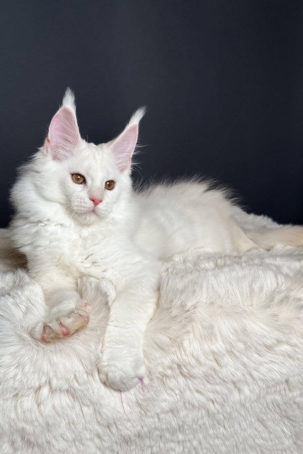 Mousse | Maine Coon Kitten