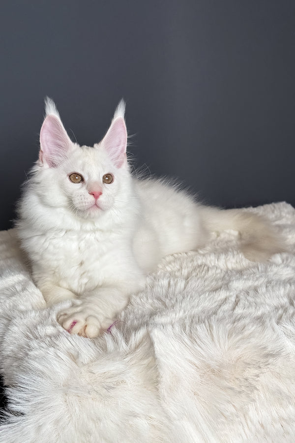 Mousse | Maine Coon Kitten