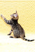 Mozart | Bengal Kitten