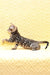 Mozart | Bengal Kitten
