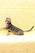 Mozart | Bengal Kitten