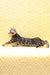 Mozart | Bengal Kitten