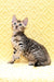 Mozart | Bengal Kitten
