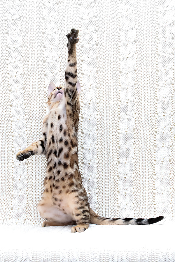 Mozart | Bengal Kitten