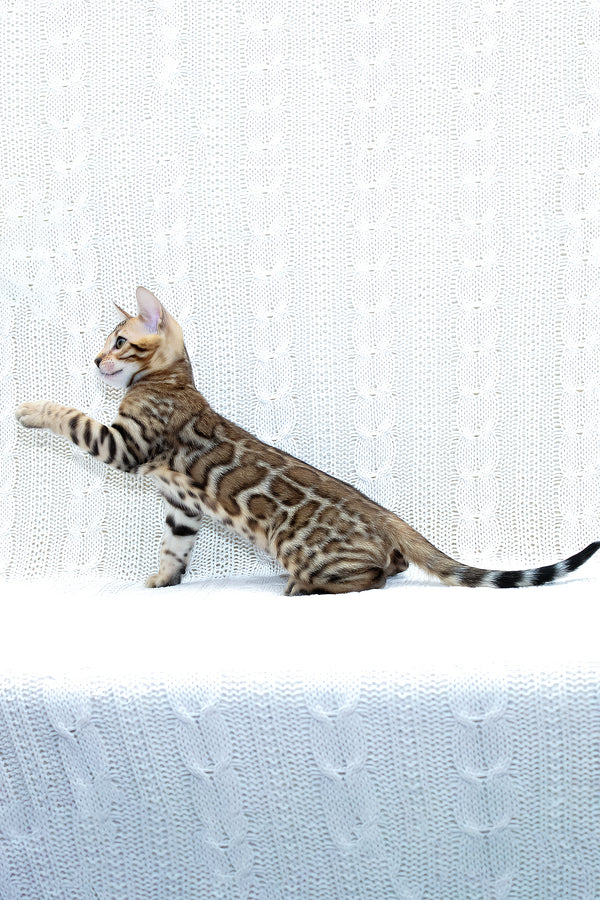 Mozart | Bengal Kitten