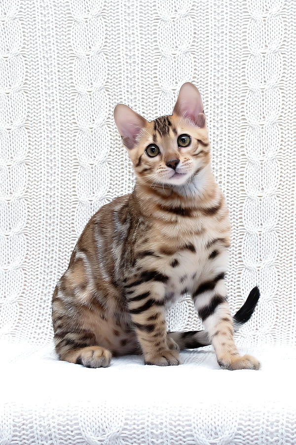 Mozart | Bengal Kitten