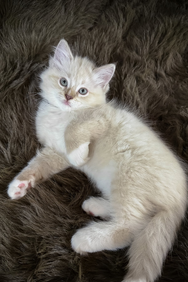 Mellow | Cherubim Ragdoll Kitten