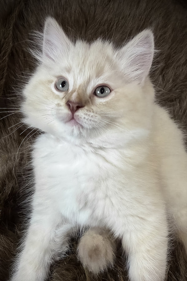 Mellow | Cherubim Ragdoll Kitten