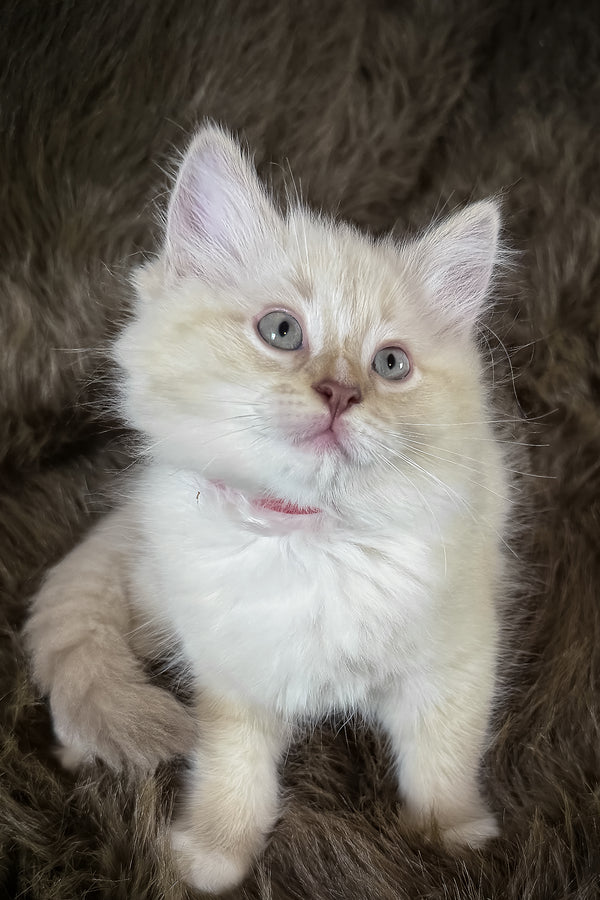 Mellow | Cherubim Ragdoll Kitten