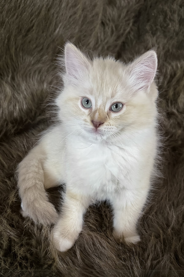 Mellow | Cherubim Ragdoll Kitten