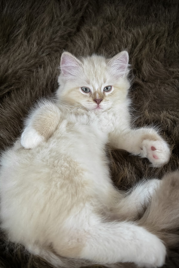 Mellow | Cherubim Ragdoll Kitten