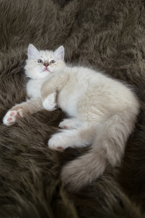 Mellow | Cherubim Ragdoll Kitten