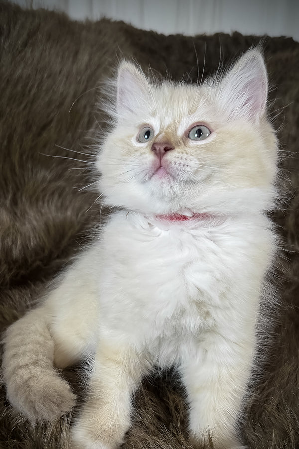 Mellow | Cherubim Ragdoll Kitten