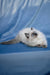 Muffin | Ragdoll Kitten