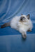 Muffin | Ragdoll Kitten