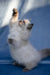 Muffin | Ragdoll Kitten