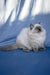 Muffin | Ragdoll Kitten