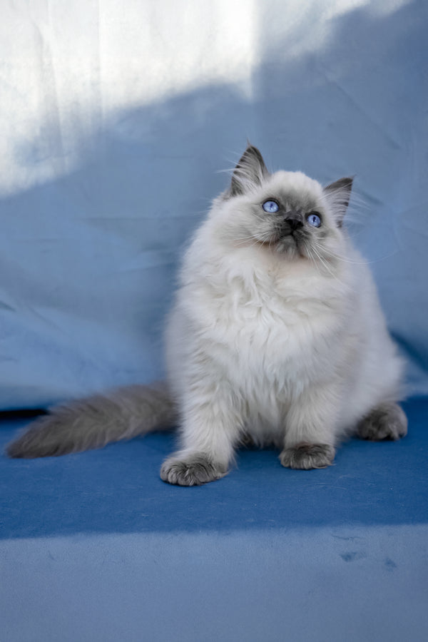 Muffin | Ragdoll Kitten