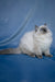 Muffin | Ragdoll Kitten