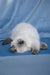 Muffin | Ragdoll Kitten