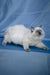 Muffin | Ragdoll Kitten