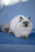 Muffin | Ragdoll Kitten