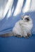 Muffin | Ragdoll Kitten