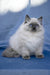 Muffin | Ragdoll Kitten