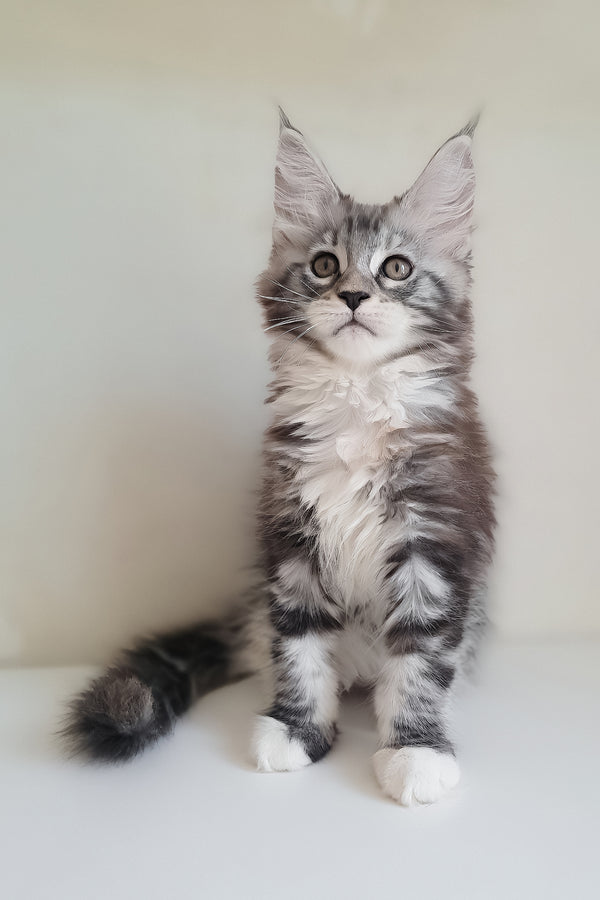 Muza | Maine Coon Kitten
