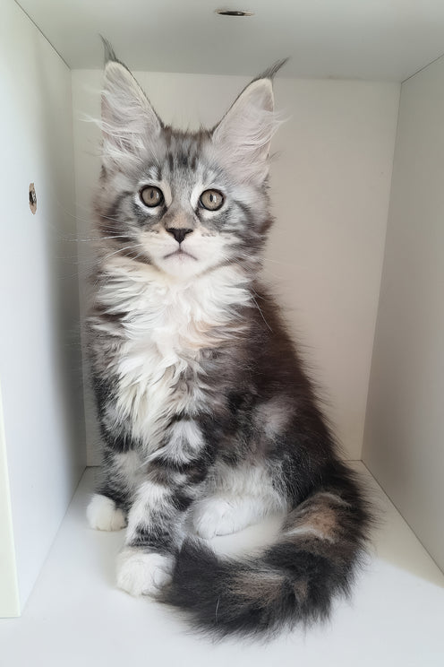 Muza | Maine Coon Kitten