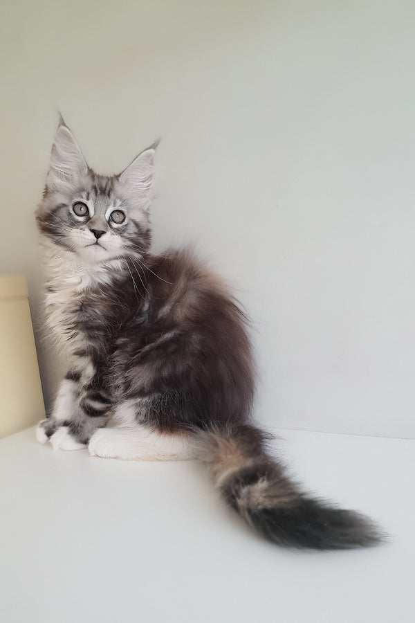 Muza | Maine Coon Kitten