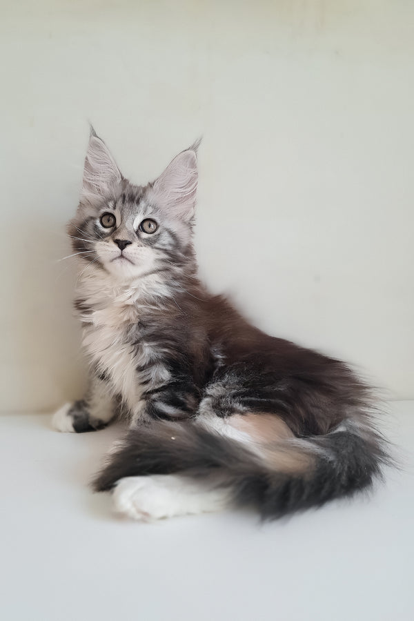 Muza | Maine Coon Kitten