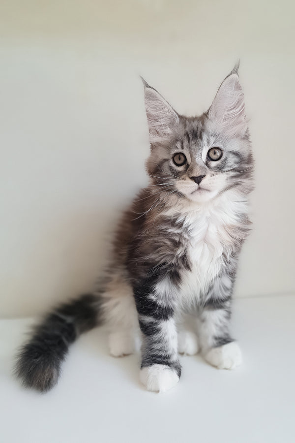 Muza | Maine Coon Kitten
