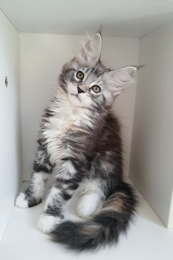Muza | Maine Coon Kitten