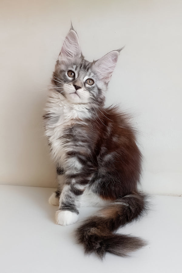 Muza | Maine Coon Kitten