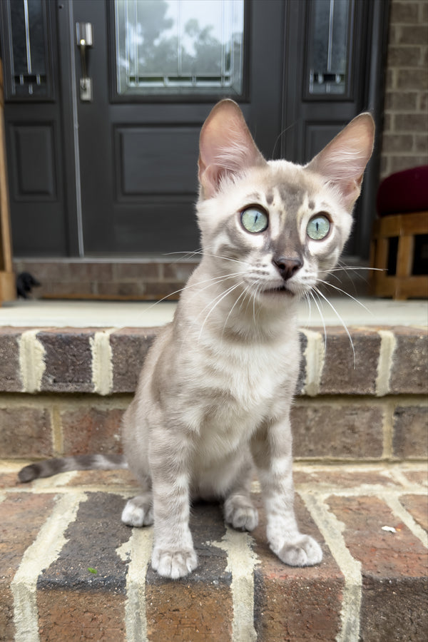 Mykonos | Bengal Kitten