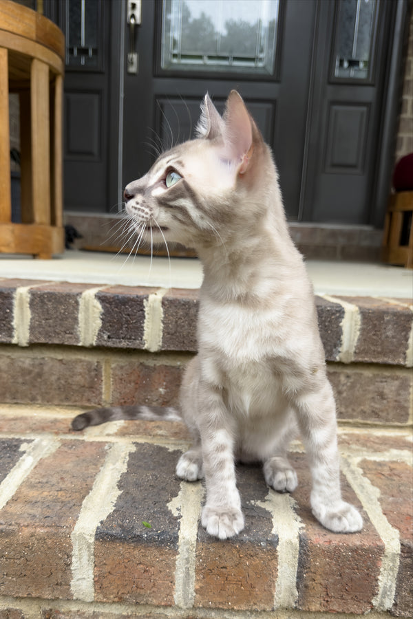 Mykonos | Bengal Kitten