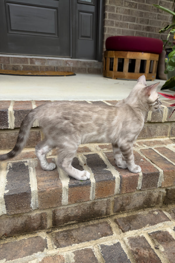 Mykonos | Bengal Kitten