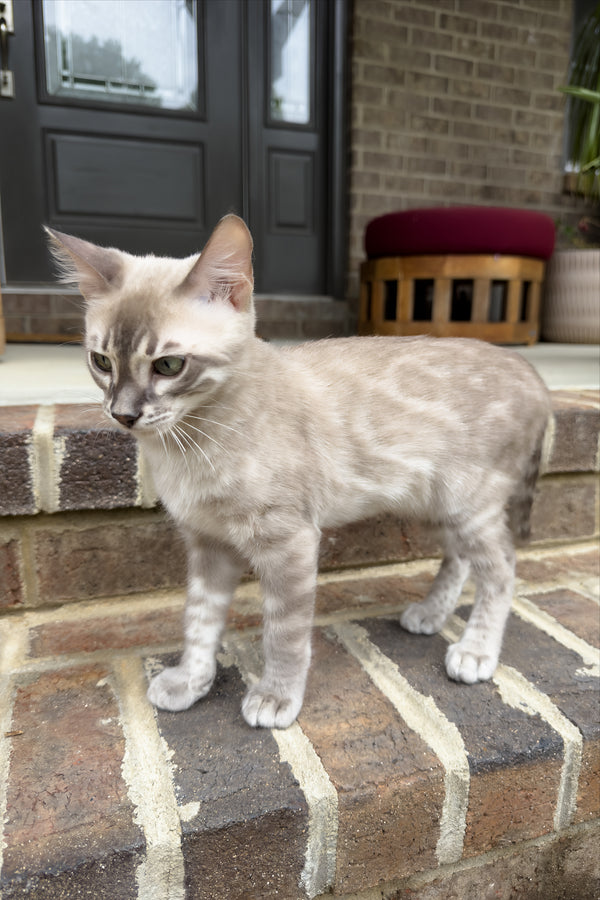 Mykonos | Bengal Kitten