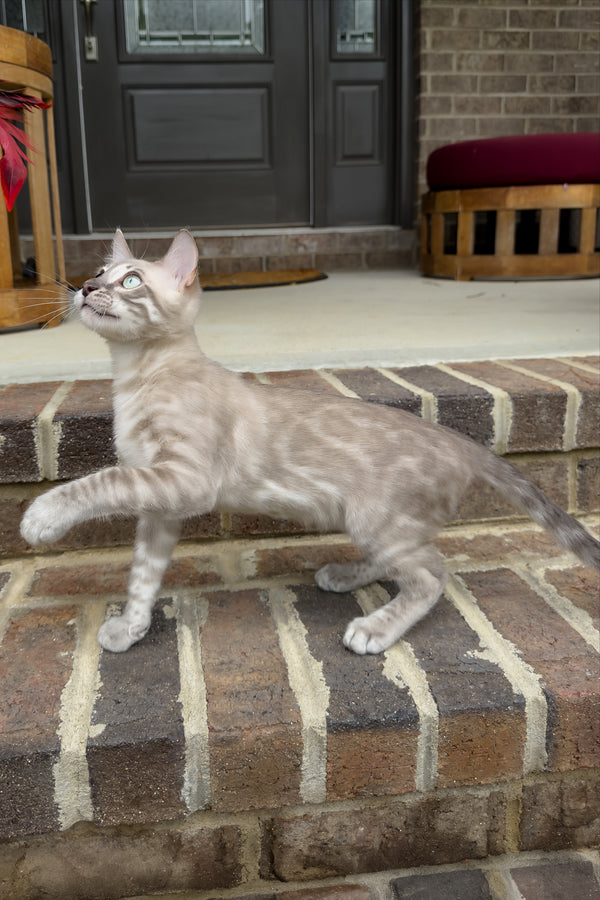 Mykonos | Bengal Kitten