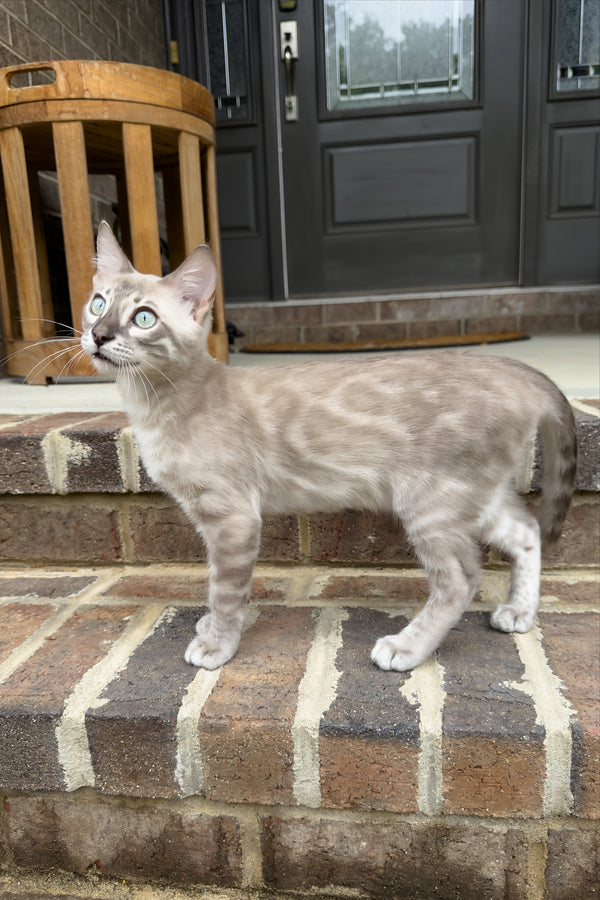 Mykonos | Bengal Kitten