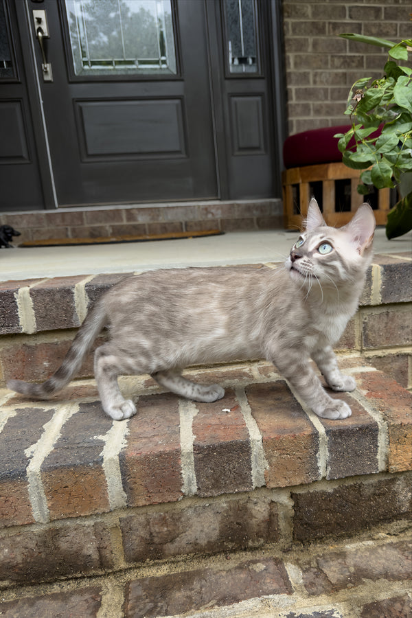Mykonos | Bengal Kitten